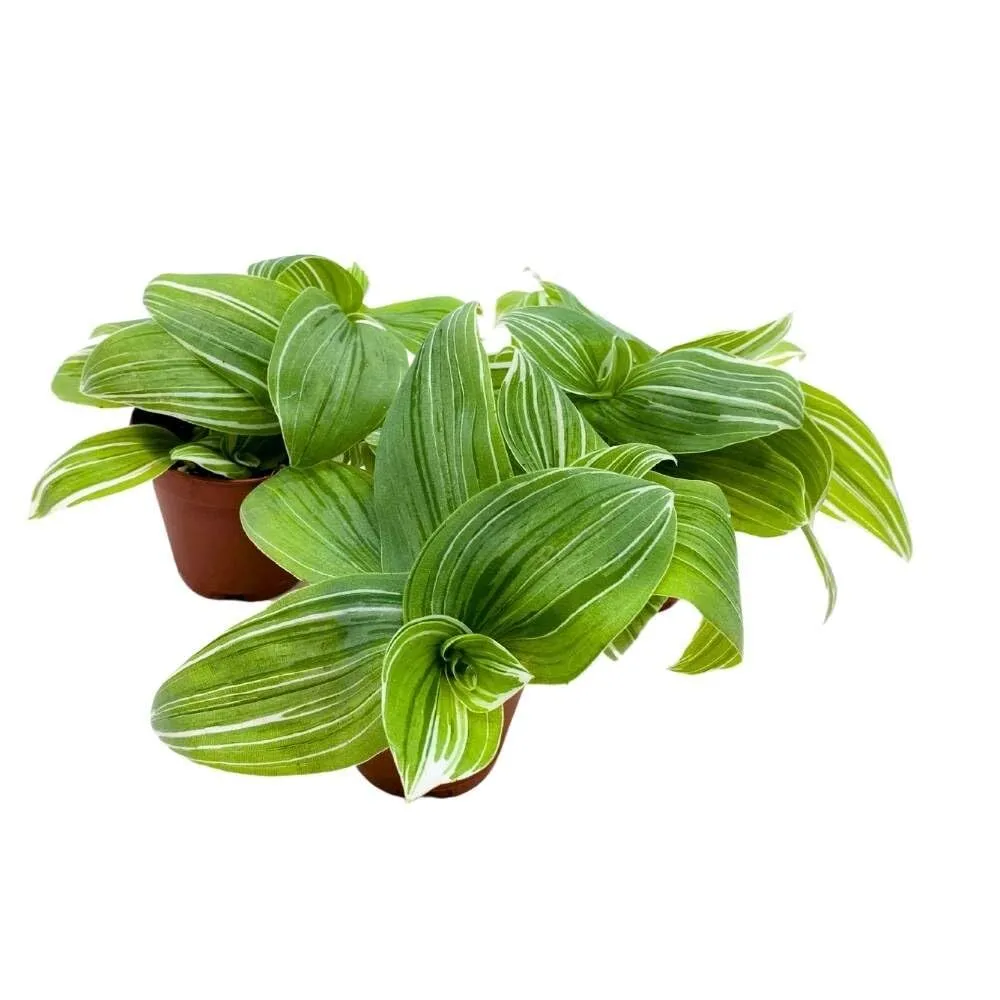Green and White Wandering Dude 2 in Set of 3 Tradescantia albiflora albo... - $57.23