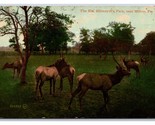 Elk at Billmeyer&#39;s  Park Milton Pennsylvania PA UNP DB Postcard P23 - £7.06 GBP
