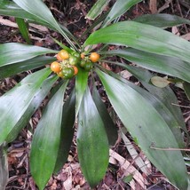 US Seller Dracaena Terniflora Dwarf Wild 10 Seeds Fast Shipping - $17.20