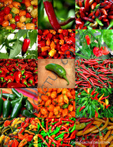 SPICY PEPPERS MIX @@ edible fruits exotic vegetables mixed sweet pepper 50 seeds - £6.72 GBP