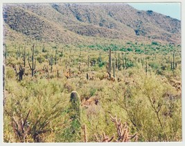 Red Hills Saguaro National Monument Vintage Postcard Unposted - £2.77 GBP