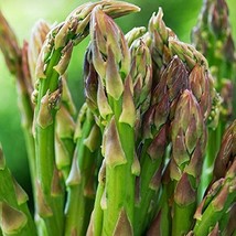 50+ Seeds of Heirloom Asparagus Officinalis - &#39;Mary Washington&#39; Asparagus. Easy  - £3.90 GBP