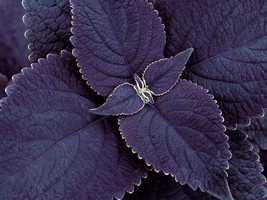 25 Black Purple Coleus Easy To Grow All Year - Us  -  Ts - £6.43 GBP