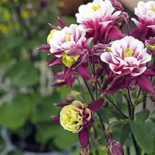 Fresh 50 Double Maroon White Columbine Seeds Flower Perennial Flowerd Bloo - £7.17 GBP