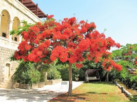 10 Royal Poinciana Tree Delonix Regia Aka Red Flame Flamboyant Tree Flower Seeds - $15.20