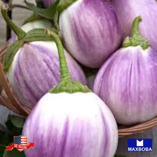 75+ Round Purple Eggplant Seeds Heirloom Non Gmo Vegetable Garden - £6.65 GBP