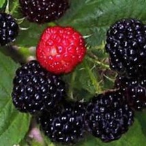 Black Raspberry Bush Seeds Sweet Delicious Fruit Gardening USA Shipping - $10.97