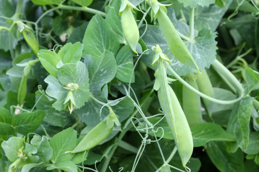 Semilir 10 Sugar Snap Pea Seeds Original Non-Gmo Heirloom Vegetable Suppliers - £7.39 GBP