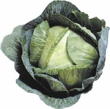 2000 Seeds Cabbage Seeds Early Jersey Wakefield Heirloom Non Gmo Fresh Fast Ship - £7.18 GBP
