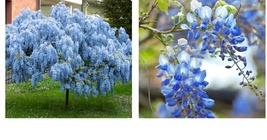 Blue Chinese Wisteria 5 Seeds Vine Climbing Flower Perennial Rare Tropical - £17.57 GBP