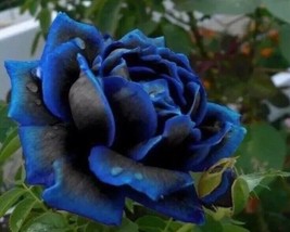 USA-Seller Midnight Blue Rose Black and Blue Petals 50Pcs seeds - £6.79 GBP