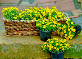 500 Creeping Zinnia Ground Cover Rock Garden Flower Seeds - $6.95