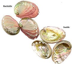 2&quot; - 3&quot; Abalone Shell Incense Burner - £15.36 GBP