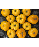 SKM Early Girl Plus Tomato 10 Seeds Easy to Grow - $17.79 CAD