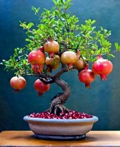 20 Dwarf Pomegranate Tree Seeds Punica Granatum Nana Garden Fruit House Plant - £8.02 GBP