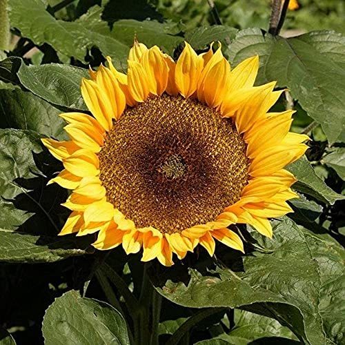 Dwarf Sunspot Sunflower Seeds - 500+ Count Seed Pack - Non-GMO - A Shorter Sunfl