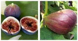 Fig Tree - &#39;Black Mission&#39; - Fruiting Fig Tree - Ficus Carica - £33.55 GBP
