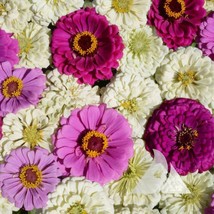 SGHOST Zinnia Blueberry Cheesecake Zinnia Mix Attracts Hummingbirds Non Gmo 200  - £6.95 GBP