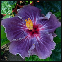 20 Purple Hibiscus Seeds Perennial Flower Seed Flowers Bloom - £12.04 GBP