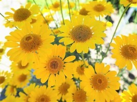 THJAR 250 Golden Marguerite Daisy Yellow Chamomile Anthemis Tinctoria Flower See - £3.98 GBP