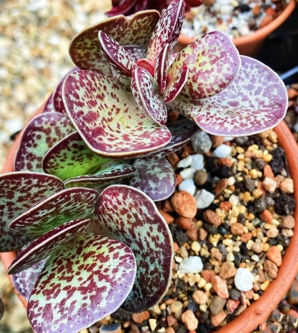 Succulent Adromischus Maculatus 1 Chocolate Drop Spotted Calico Hearts P... - $520.96 MXN