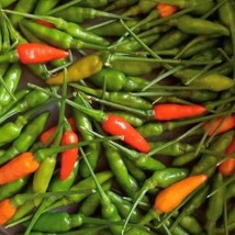 Garden Bird Thai Pepper Seeds Hot Organic US Fast Shipping - $1.98
