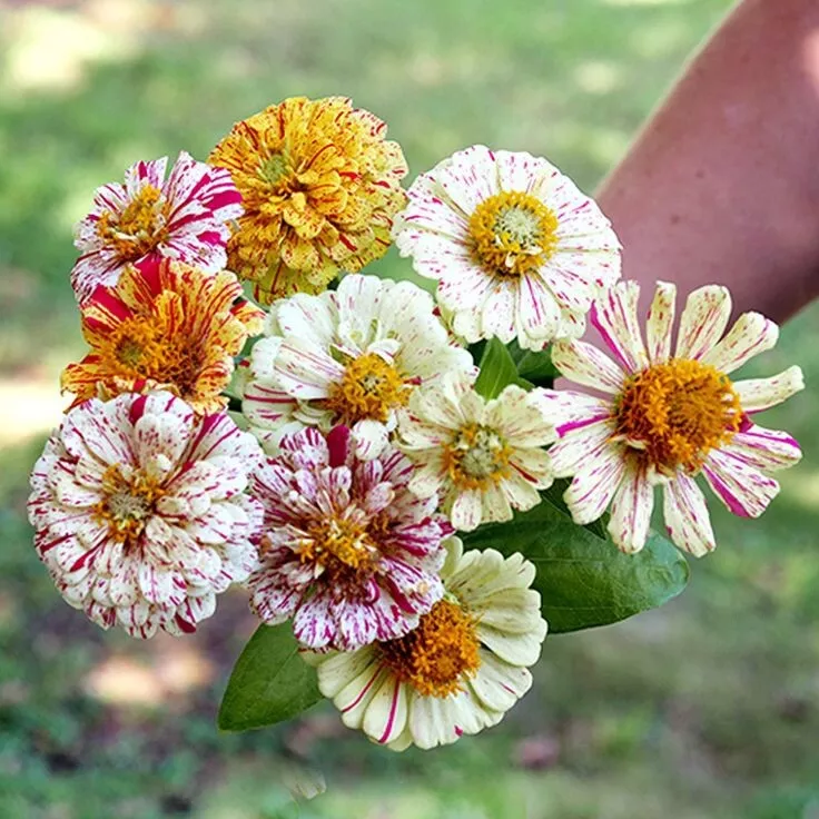 Zinnia Candy Striped Flower 150 Seeds Mix / Heirloom / Double Flower / N... - £5.23 GBP