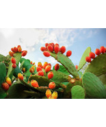 10 Orange Prickly Pear Cactus Indian Fig Opuntia Ficus-Indica Fruit Flow... - £4.47 GBP