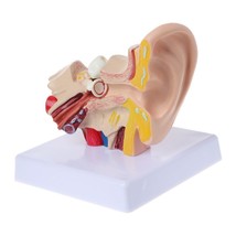 human ear1.5 Times Life Size Human Ear Anatomy Model OrganMedical Teachi... - £35.96 GBP