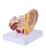 human ear1.5 Times Life Size Human Ear Anatomy Model OrganMedical Teachi... - $855.11 MXN