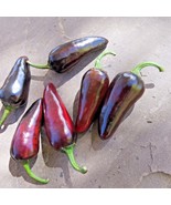 Czech Black hot pepper - a shiny, black pepper with some serious heat - £3.58 GBP