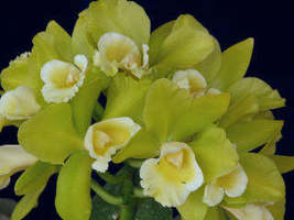 Hawaiian Passion &#39;Carmela&#39; (Seedling/Plug) - $16.92