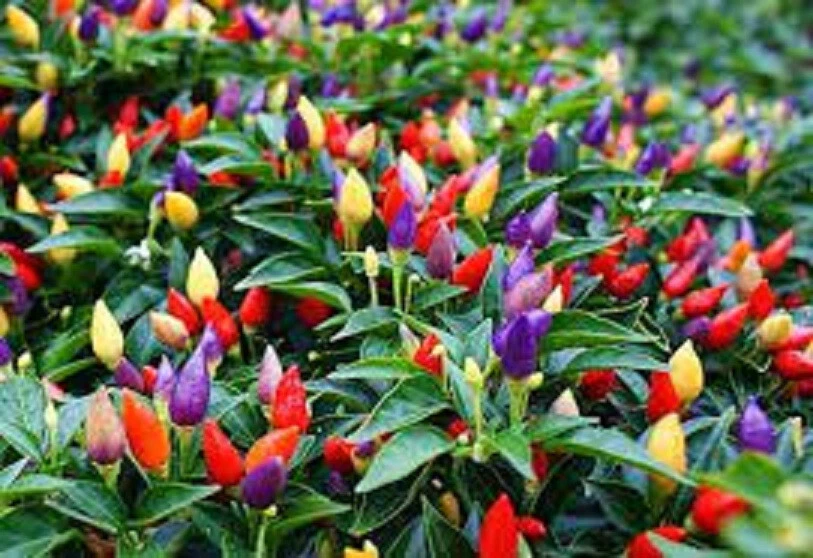 25 SEEDS Bolivian Rainbow Pepper Garden Vegetables Planting Edible Food - €8,31 EUR