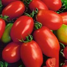Napoli Tomato Seeds. - $2.49