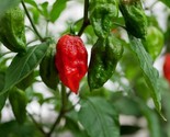 1 Million  Scoville Ghost Pepper Bhut Jolokia  50 Seeds - £7.22 GBP