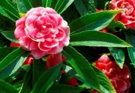 Impatiens Bush Flower Seeds 25 Fresh Seeds Impatience - $5.98