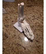 VINTAGE Human  Foot Anatomical Anatomy Medical Model 9” Long - €42,12 EUR