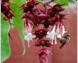 Himalayan Honeysuckle Bush 300 Seeds Hardy Perennial - £5.17 GBP