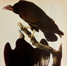 Turkey Vulture Bird 1946 Color Plate Print John James Audubon Nature DWV2E - £31.89 GBP