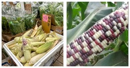Vegetable Seed Sheng Li Waxy Corn Seed 10pcs Garden Seeds  - £14.32 GBP