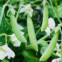 OKB - 30 Seeds Sugar Ann Snap Pea Seeds, Early and Compact, Heirloom, NON-GMO - £3.58 GBP