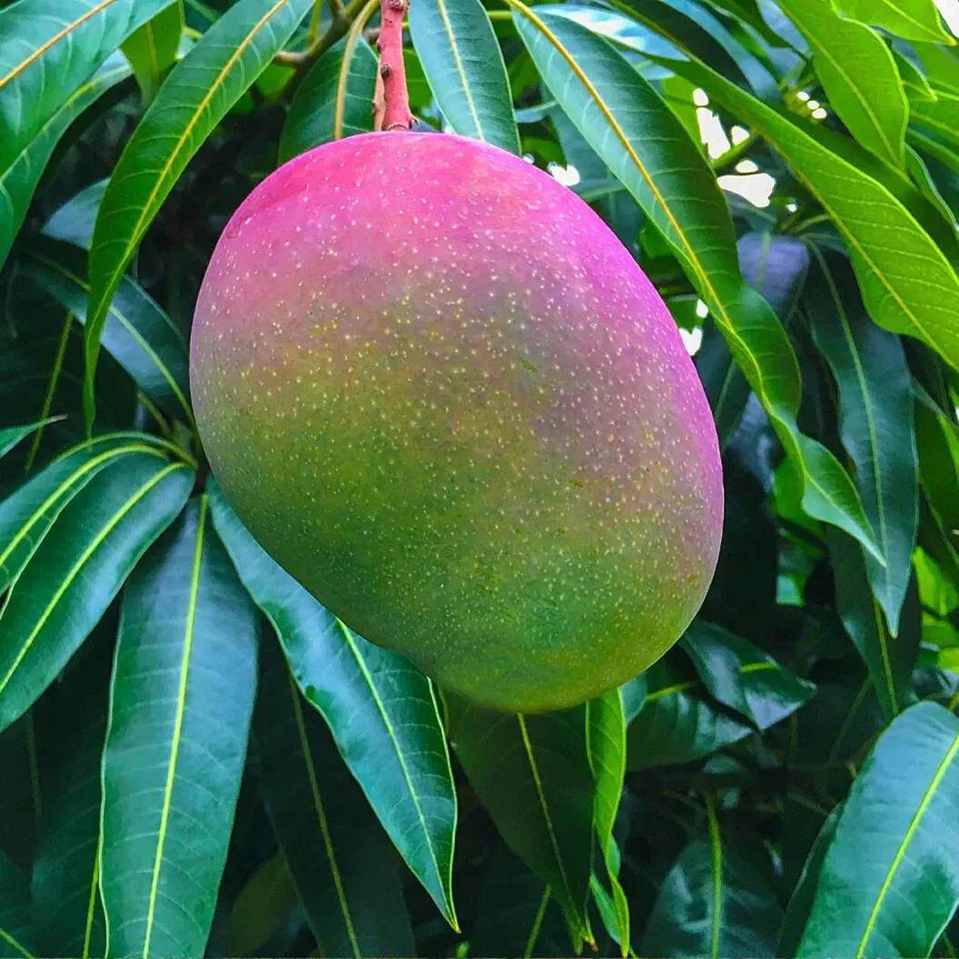 USA SELLER 1 Seed Glenn Mango Easy To Grow Fresh Fruit Garden Fast Shipping - $15.25