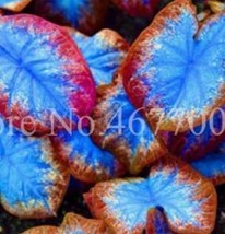 100 Pcs Exotic Thailand Caladium Bicolor Balcony Burnt Rose Elephant Ear Flower  - £11.25 GBP