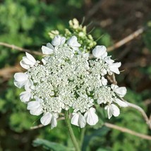 Anise (pimpinella anisum) - 50 seeds - £4.38 GBP