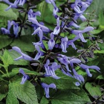 HS 50 Blue Suede Shoes Salvia Seeds Flower Seed Perennial Flowers Hummingbird 59 - £4.04 GBP