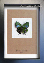 Metallic Green Blue Evenus Gabriela RARE Real Butterfly Entomology Shadowbox - £78.84 GBP