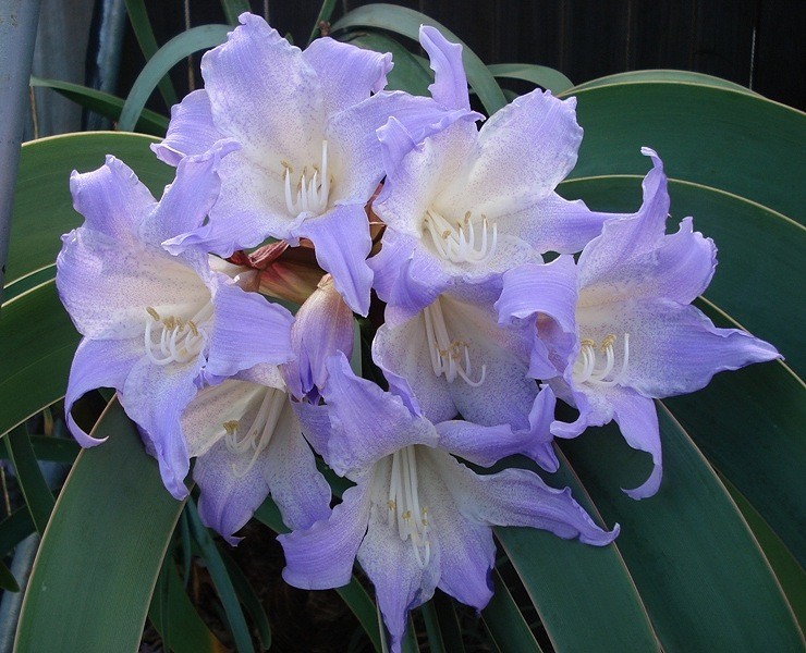 100 seeds Amaryllis Seeds