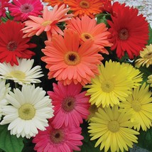 25 California Giant Gerbera Daisy Flower Seeds Fresh Seeds From US - £10.45 GBP