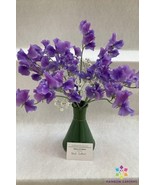 Fresh 50 Noel Sutton Sweet Pea Seeds for Garden - €9,41 EUR