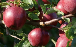 25 Spartan Apple Seeds Non-GMO, Heirloom, Fast Shipping - £7.10 GBP